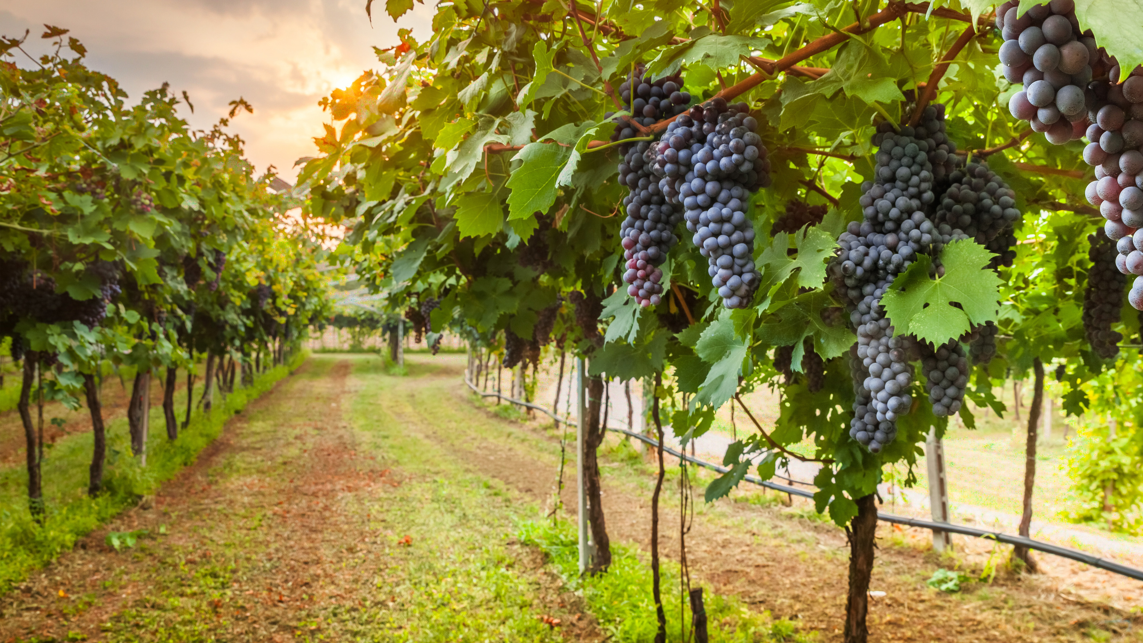 Michigan's Wineries: Warming Temperatures Increase Value for Refrigeration Partnerships