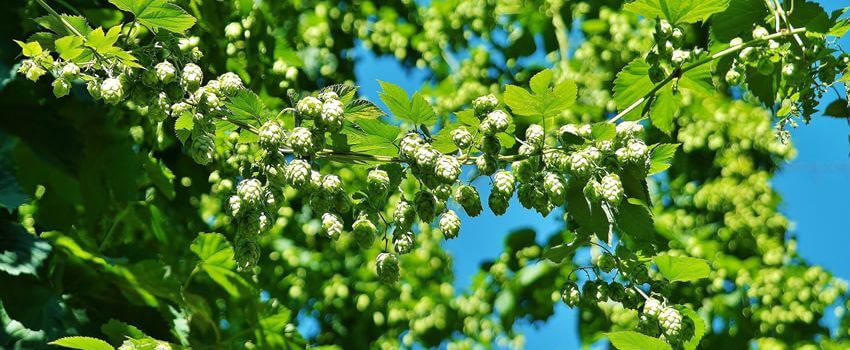 Commercial refrigeration systems for hop growing and storage